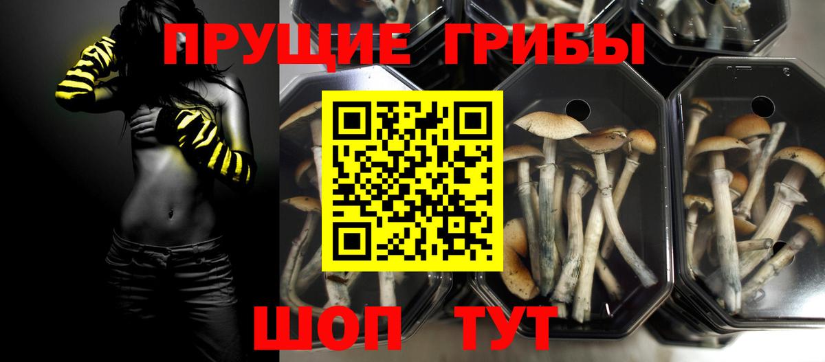 Псилоцибиновые грибы мицелий  Псилоцибиновые грибы мухоморы  Зерноград  Вход с VPN 
